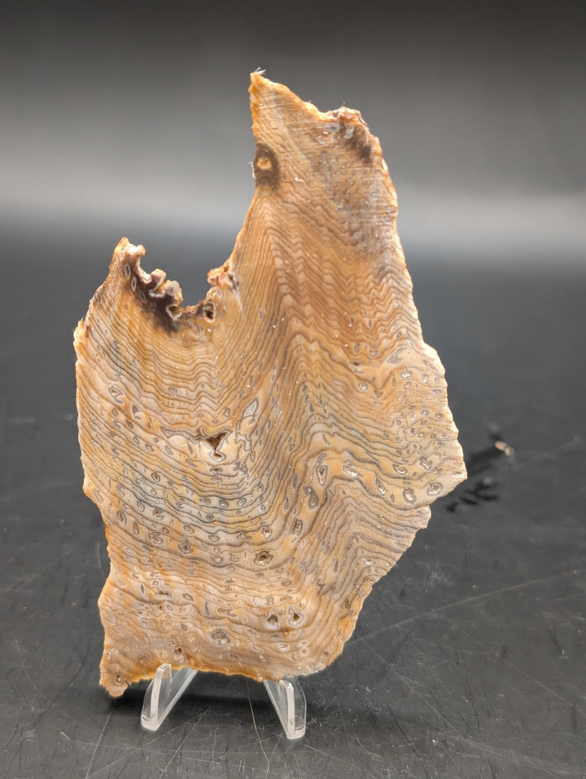 Hells Canyon Petrified Wood (Unpolished)