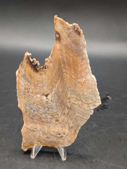 Hells Canyon Petrified Wood (Unpolished)