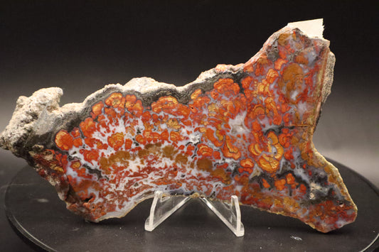 Wingate Pass Plume Agate slab (Unpolished)