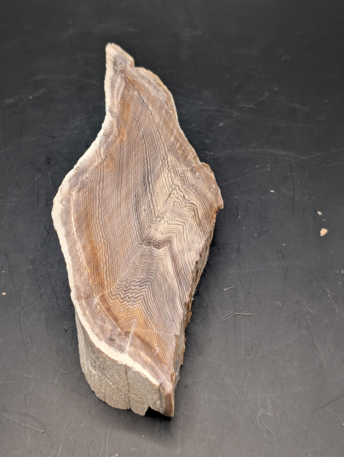 Hells Canyon Petrified Wood (Polished)