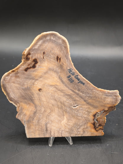 Hells Canyon Petrified Wood (Unpolished)