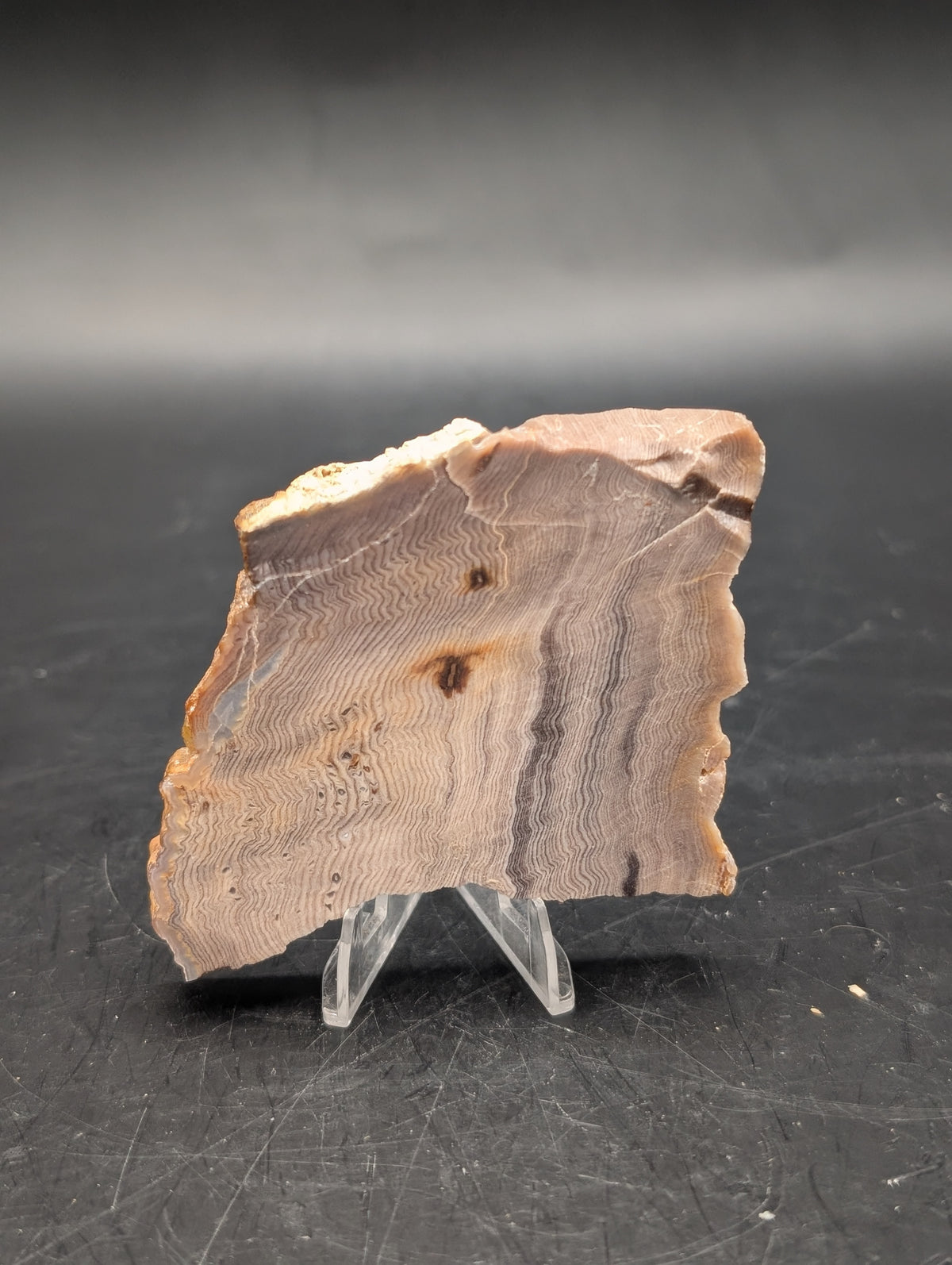 Hells Canyon Petrified Wood (Unpolished)