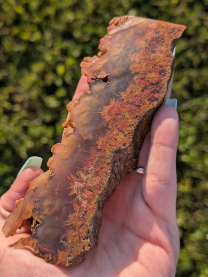 Bird of Paradise Agate