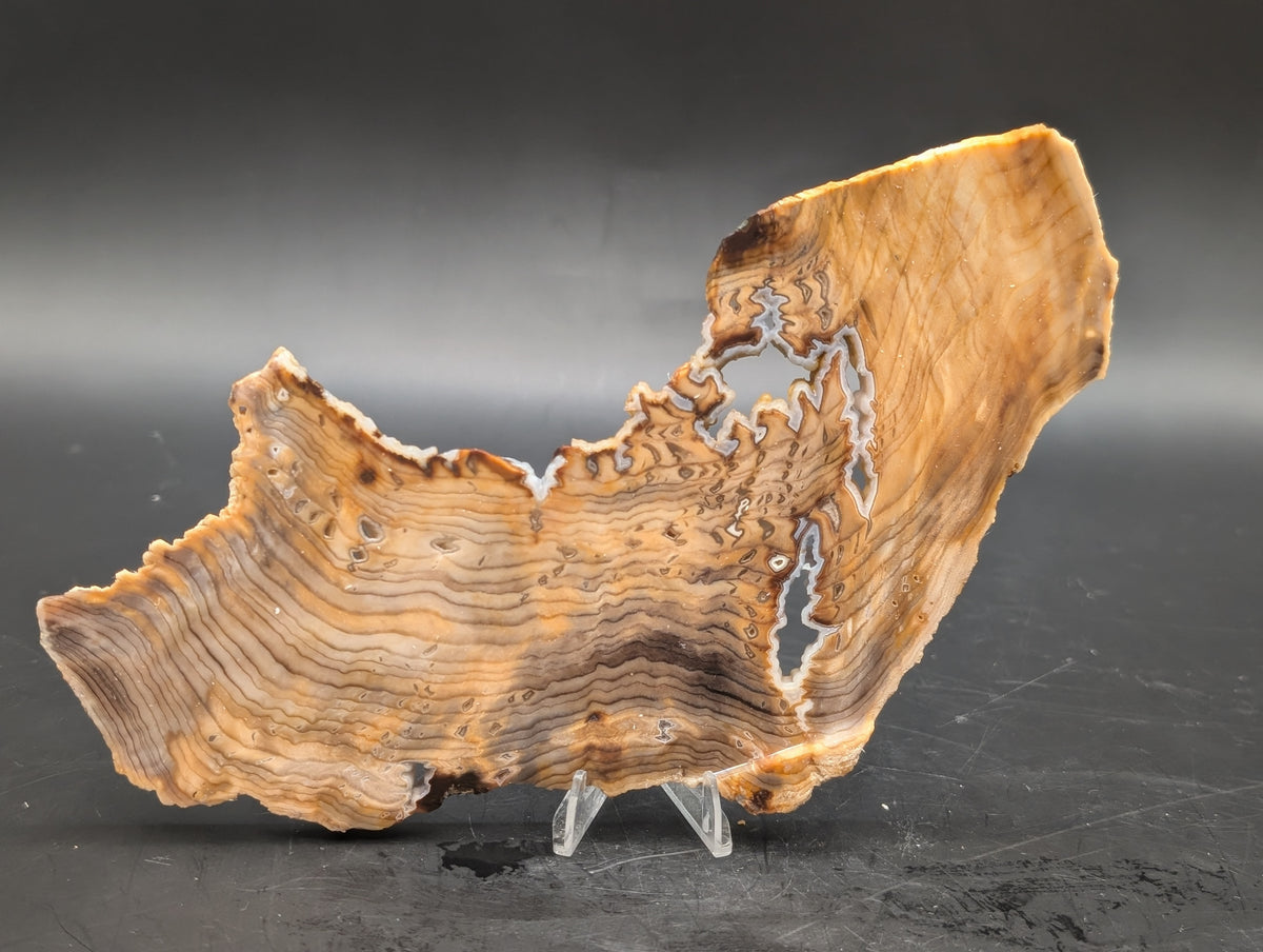 Hells Canyon Petrified Wood (Unpolished)