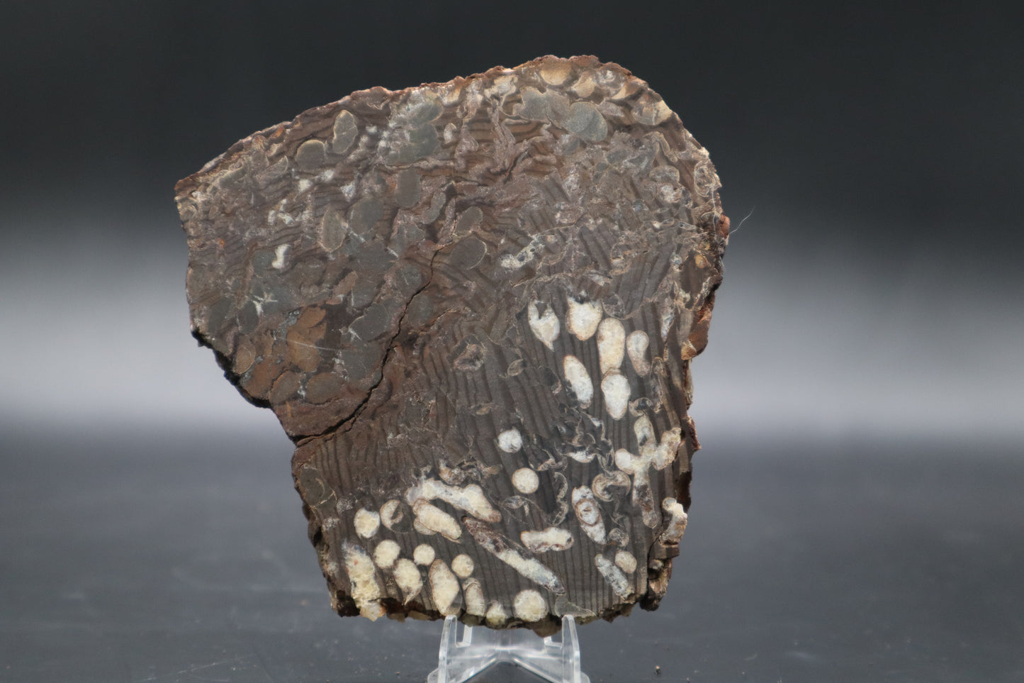 Peanut Wood Slab  (Stabilized-Unpolished)