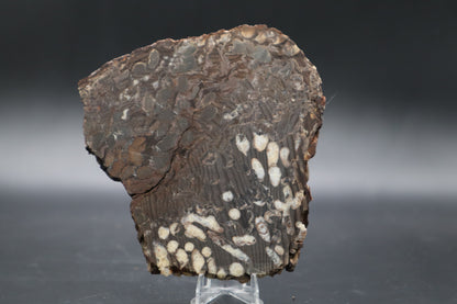 Peanut Wood Slab  (Stabilized-Unpolished)