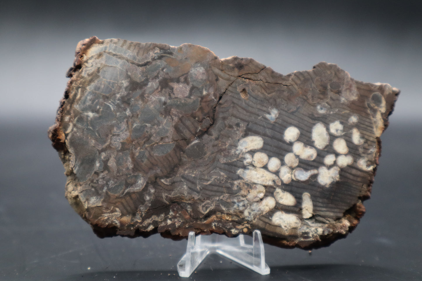 Peanut Wood Slab  (Stabilized-Unpolished)