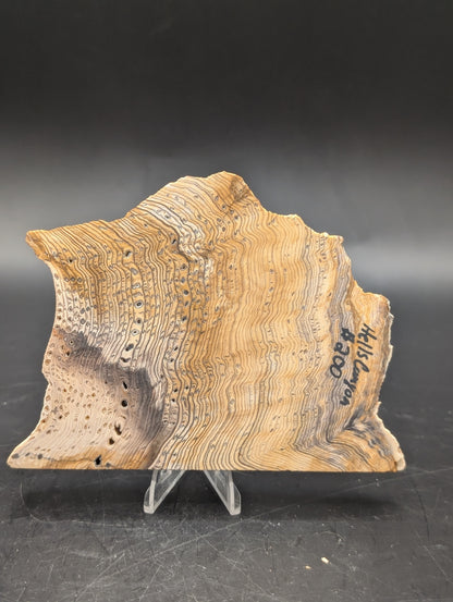 Hells Canyon Petrified Wood (Unpolished)