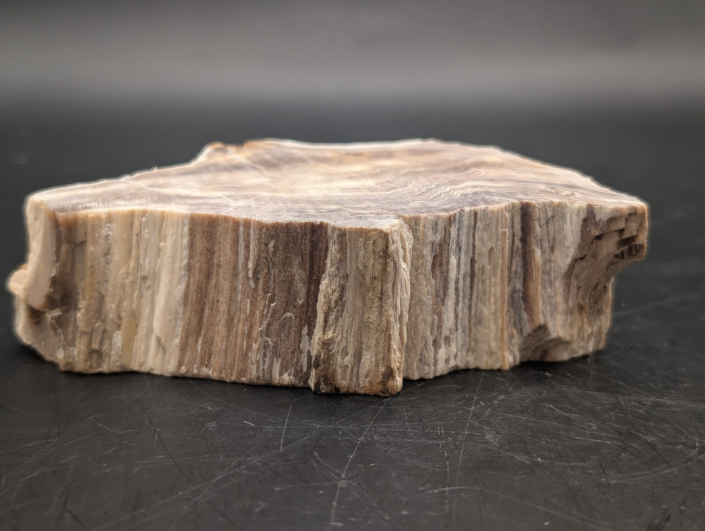 Hells Canyon Petrified Wood Specimen (Unpolished)
