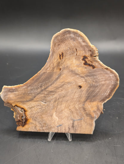 Hells Canyon Petrified Wood (Unpolished)