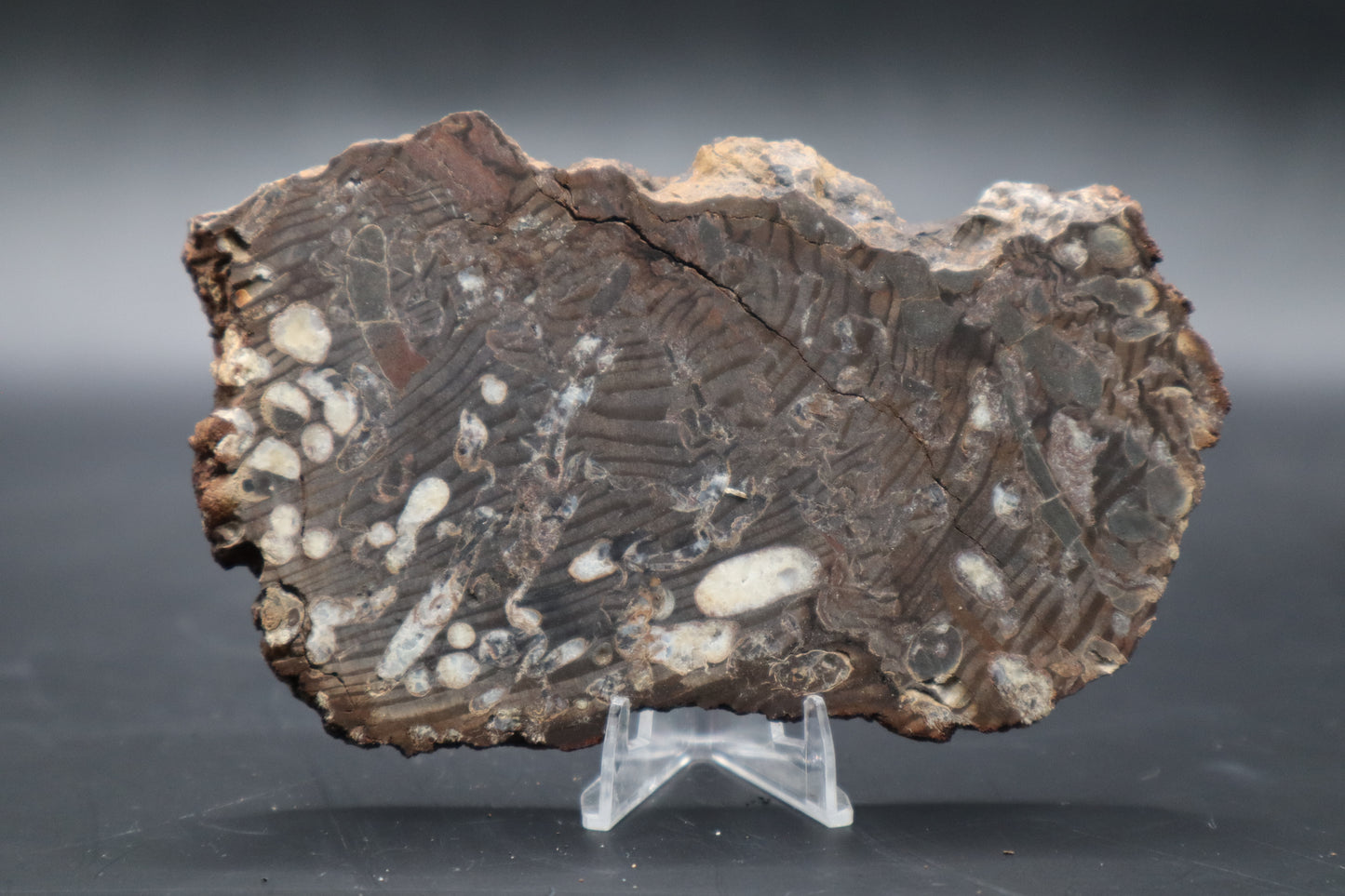 Peanut Wood Slab  (Stabilized-Unpolished)