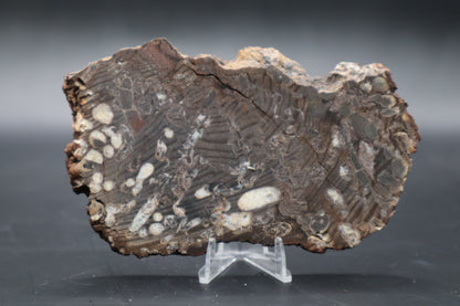 Peanut Wood Slab  (Stabilized-Unpolished)