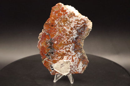 Wingate Pass Plume Agate slab (Unpolished)