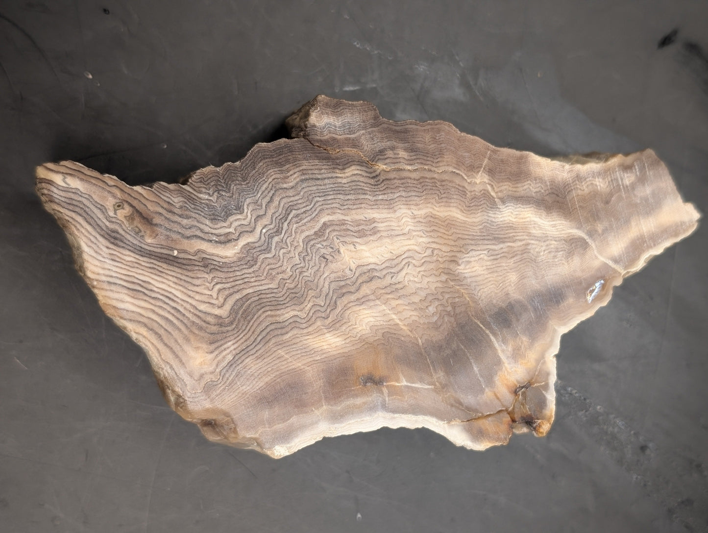 Hells Canyon Petrified Wood Specimen (Unpolished)