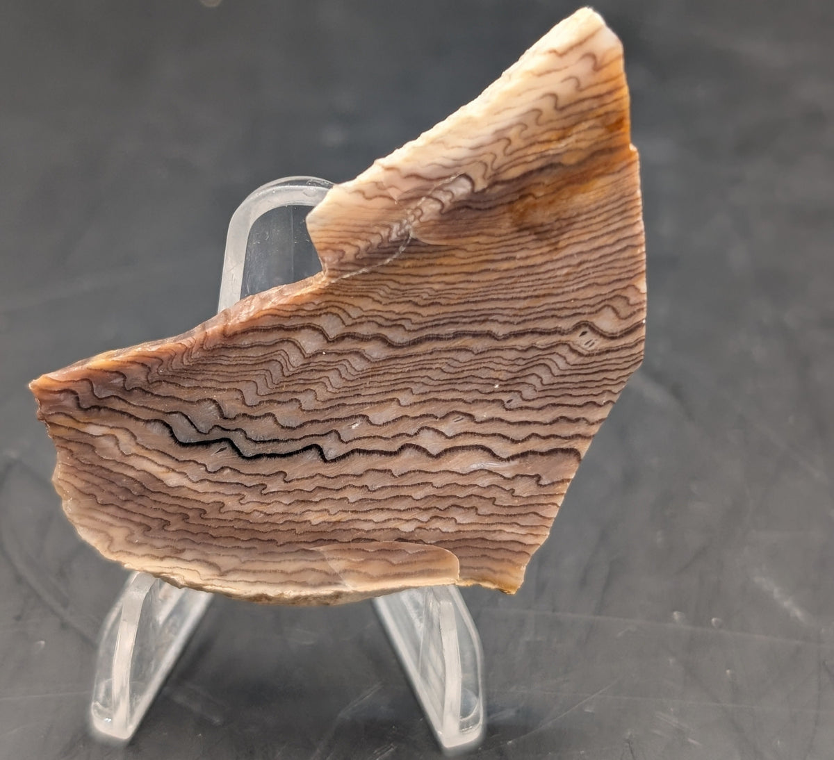 Hells Canyon Petrified Wood (Polished)