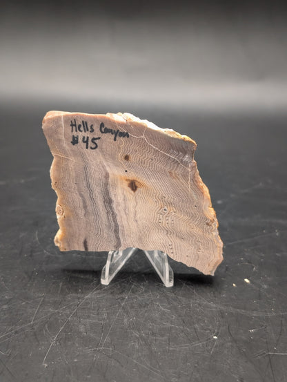 Hells Canyon Petrified Wood (Unpolished)
