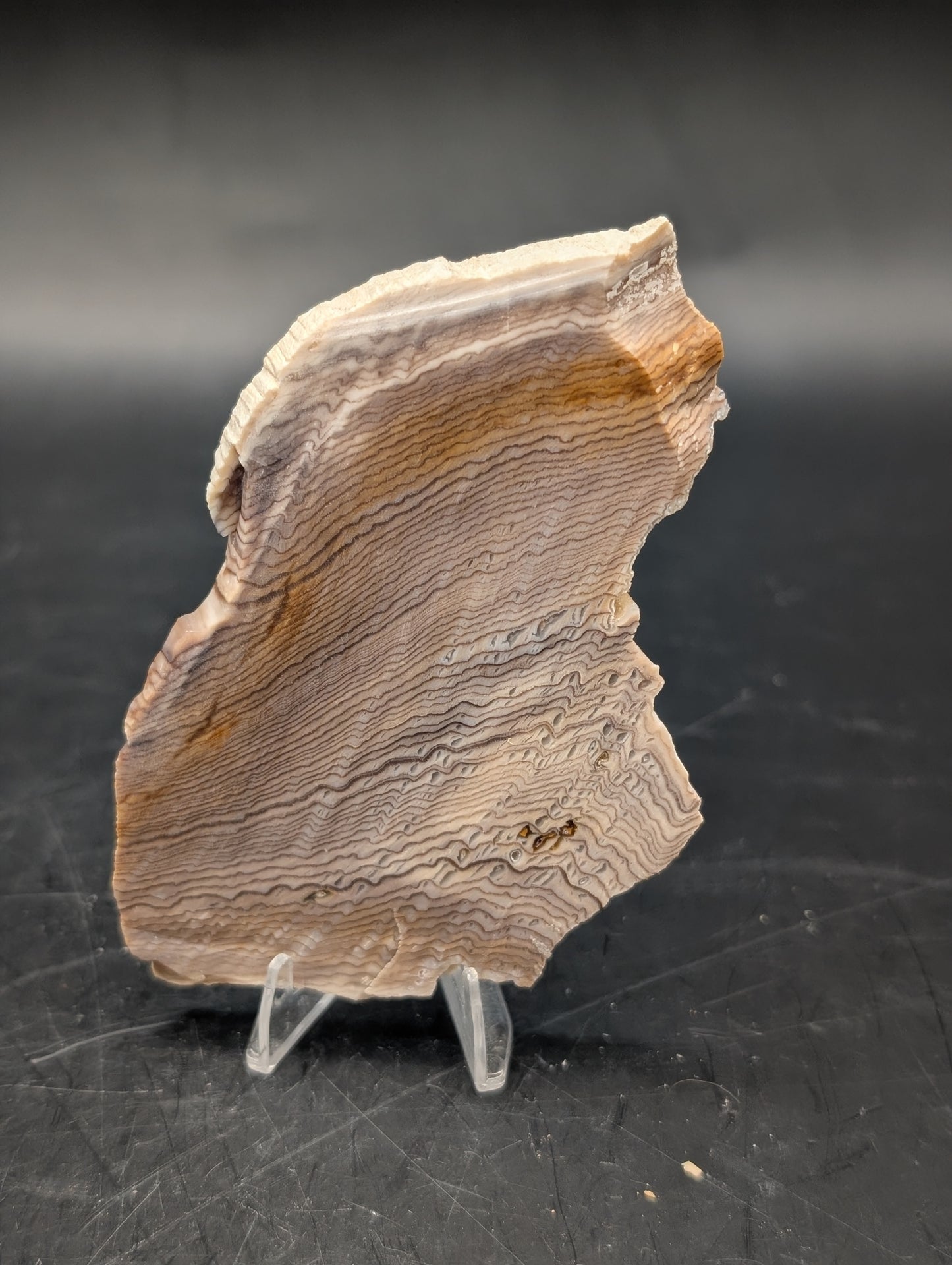 Hells Canyon Petrified Wood (Unpolished)