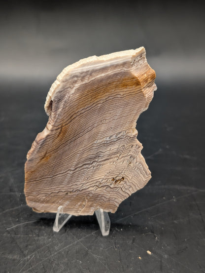 Hells Canyon Petrified Wood (Unpolished)