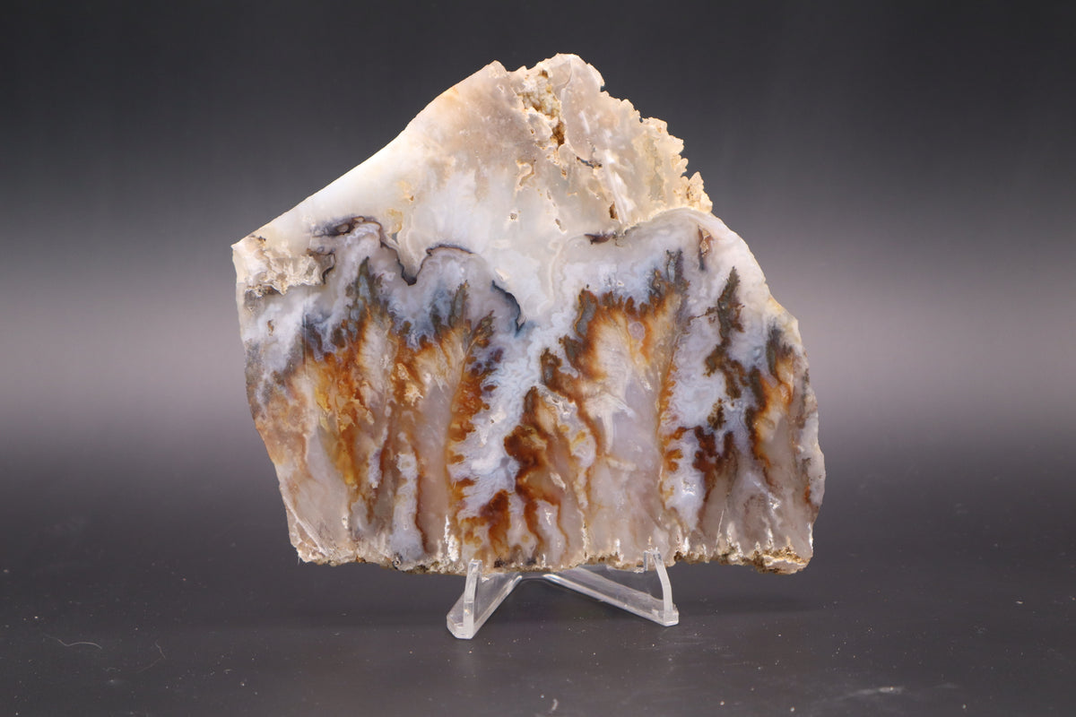 Regency Rose Plume Agate slab (Unpolished)
