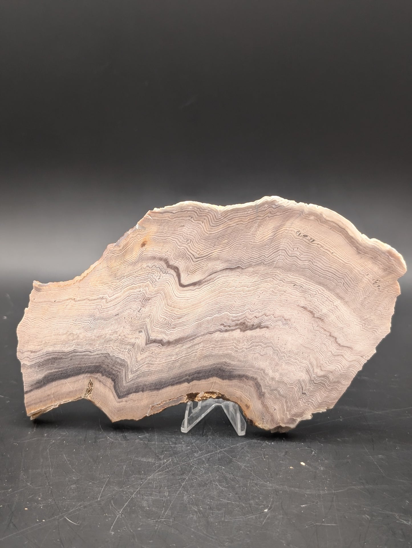 Hells Canyon Petrified Wood (Unpolished)