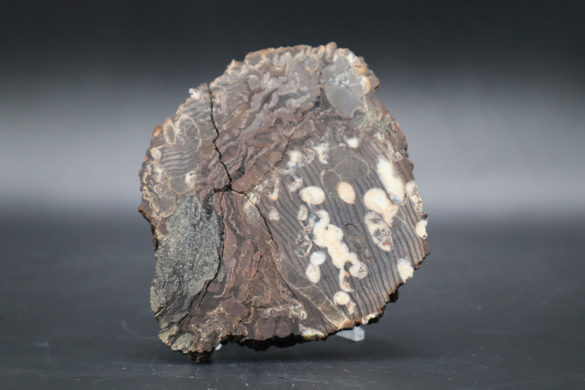 Peanut Wood Slab  (Stabilized-Unpolished)