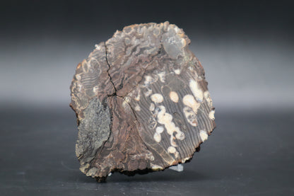 Peanut Wood Slab  (Stabilized-Unpolished)