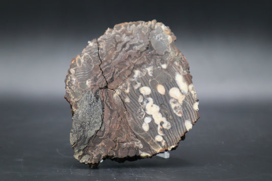 Peanut Wood Slab  (Stabilized-Unpolished)