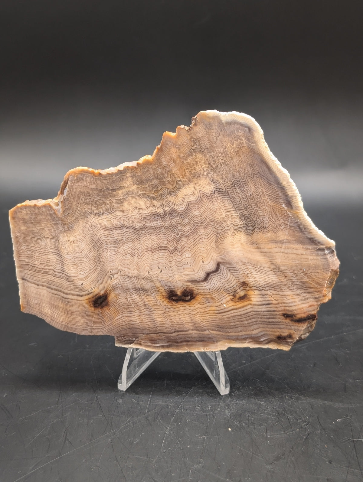 Hells Canyon Petrified Wood (Unpolished)