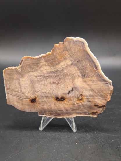 Hells Canyon Petrified Wood (Unpolished)