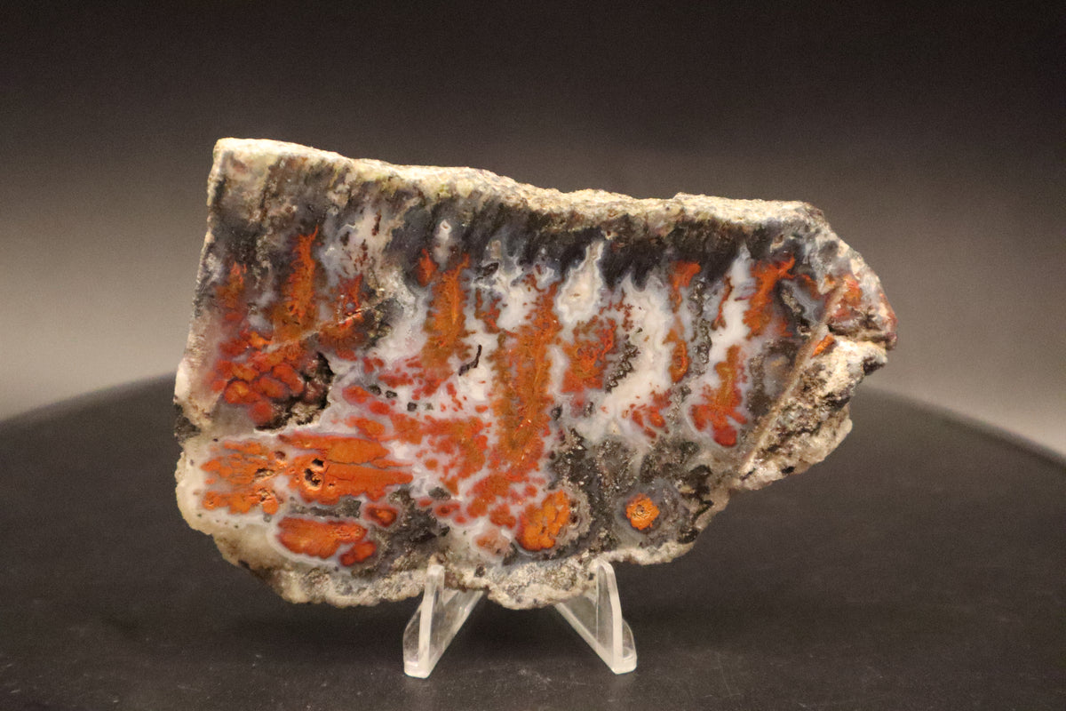 Wingate Pass Plume Agate slab (Unpolished)