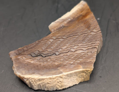 Hells Canyon Petrified Wood (Polished)