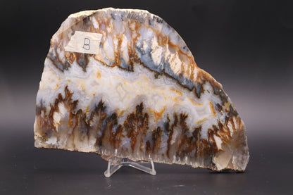 Regency Rose Plume Agate slab (Unpolished)