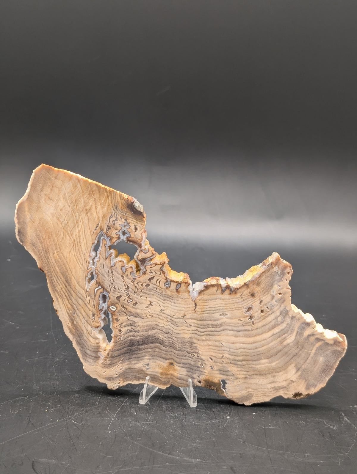 Hells Canyon Petrified Wood (Unpolished)