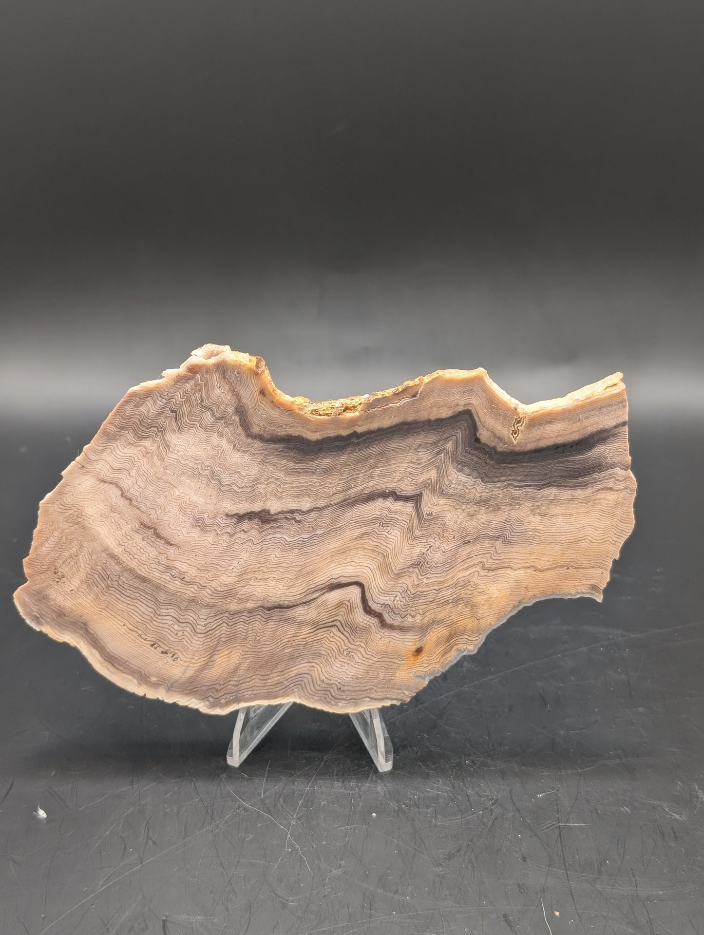 Hells Canyon Petrified Wood (Unpolished)
