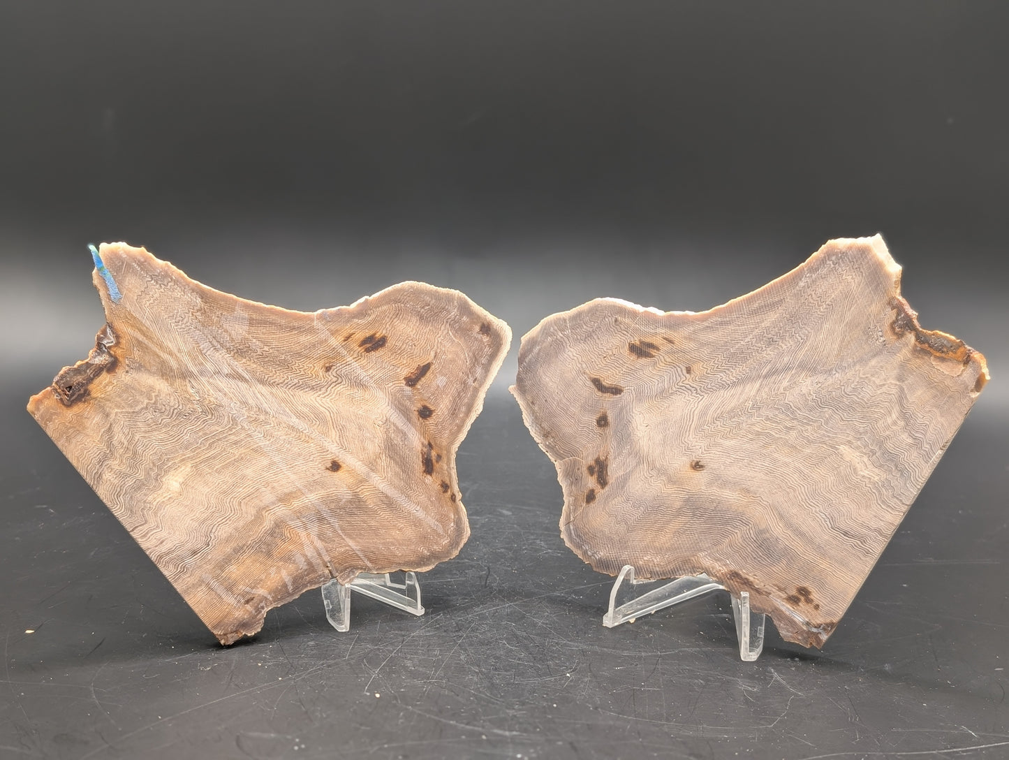 Hells Canyon Petrified Wood set(Unpolished)