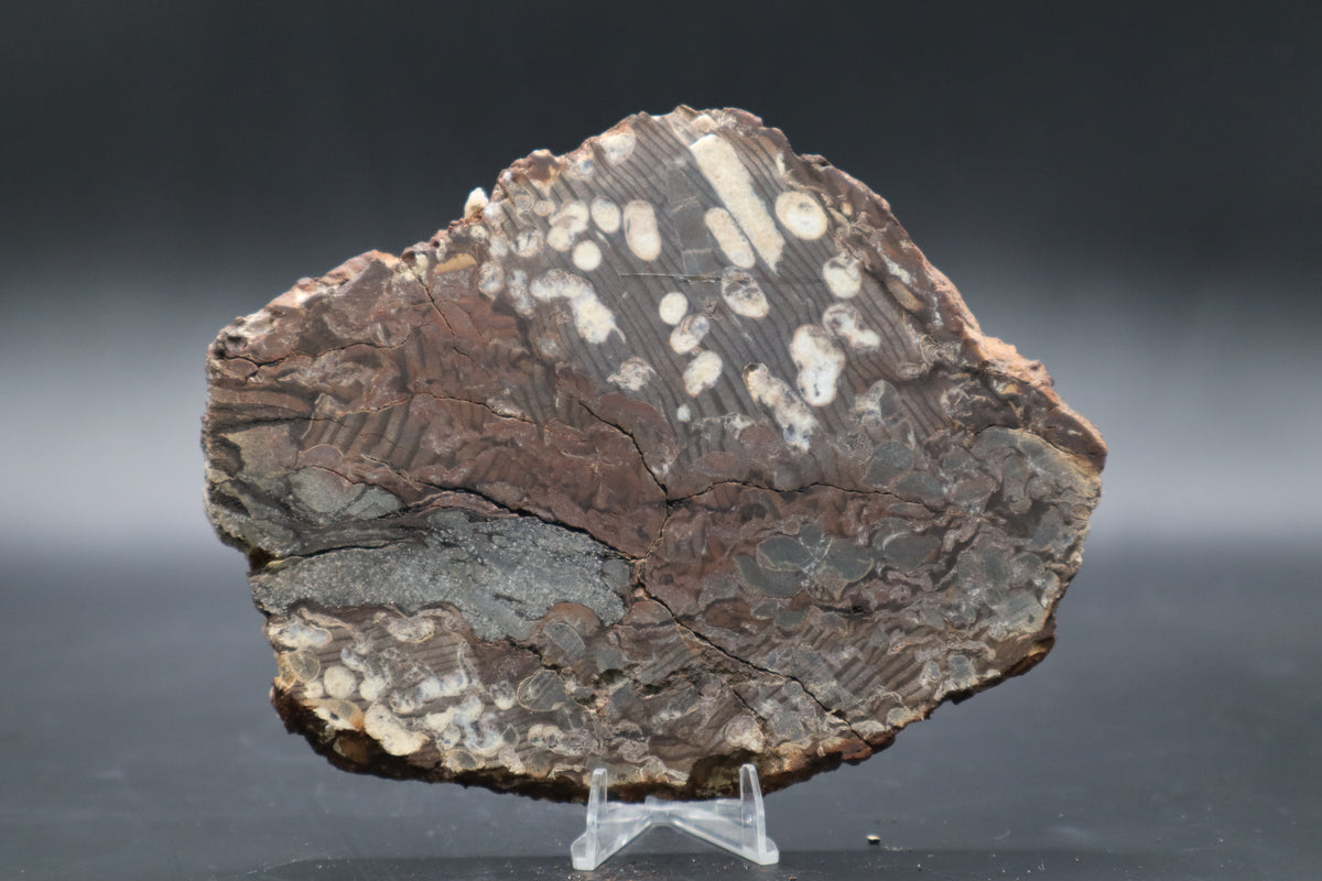 Peanut Wood Slab  (Stabilized-Unpolished)
