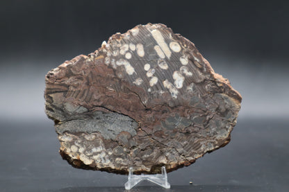 Peanut Wood Slab  (Stabilized-Unpolished)