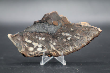 Peanut Wood Slab  (Stabilized-Unpolished)