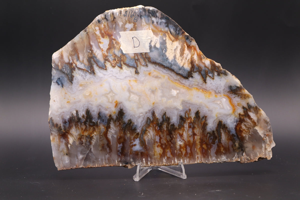 Regency Rose Plume Agate slab (Unpolished)