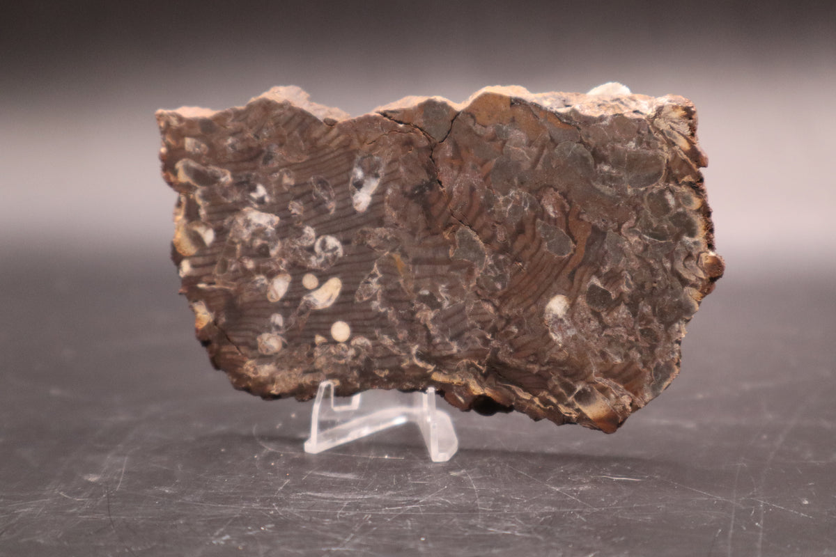 Peanut Wood Slab  (Stabilized-Unpolished)
