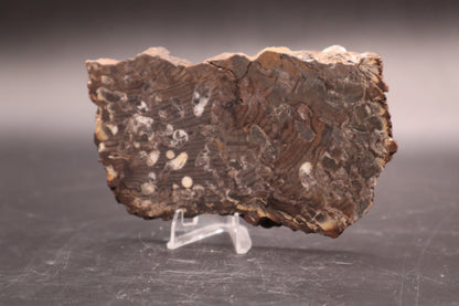 Peanut Wood Slab  (Stabilized-Unpolished)