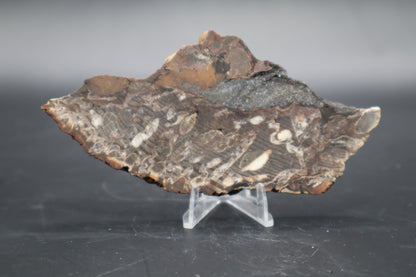 Peanut Wood Slab  (Stabilized-Unpolished)