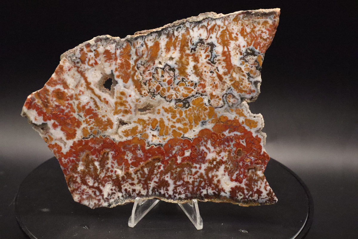 Wingate Pass Plume Agate slab (Unpolished)