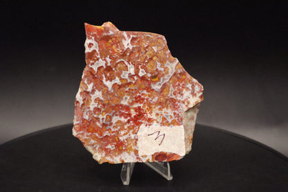 Wingate Pass Plume Agate slab (Unpolished)