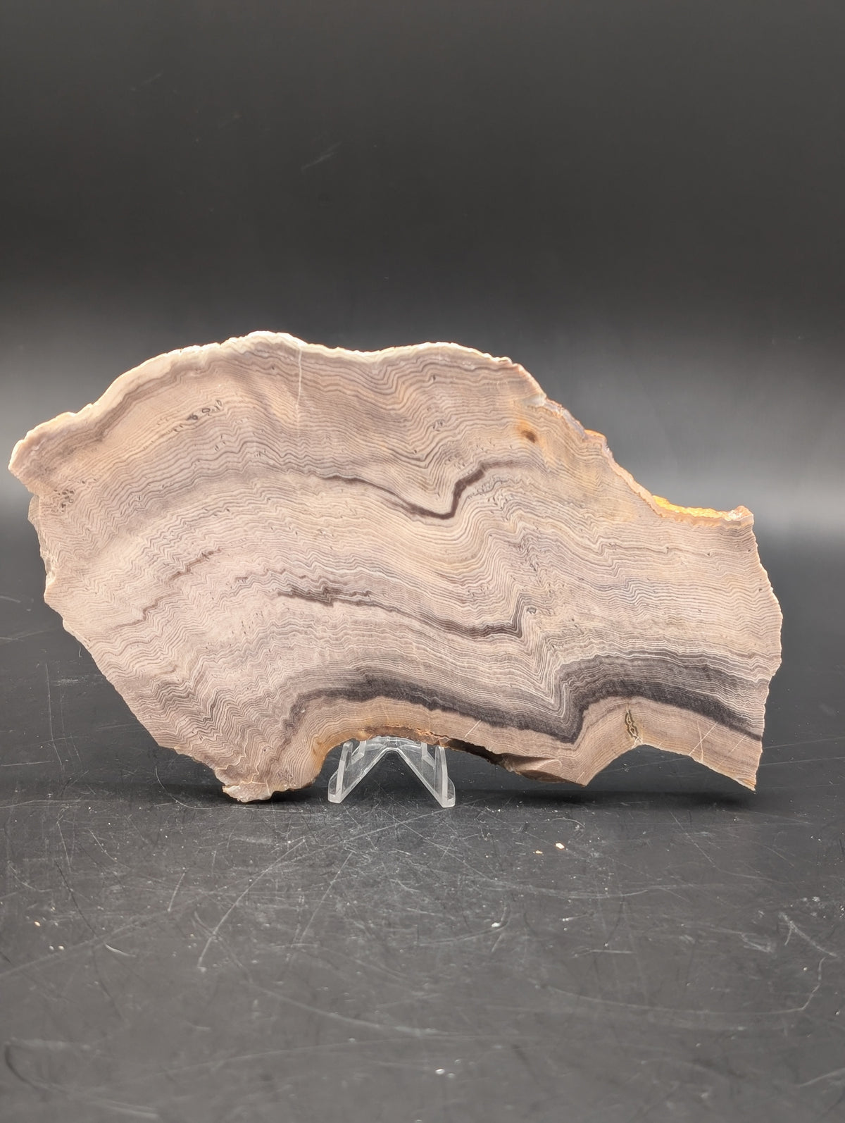 Hells Canyon Petrified Wood (Unpolished)