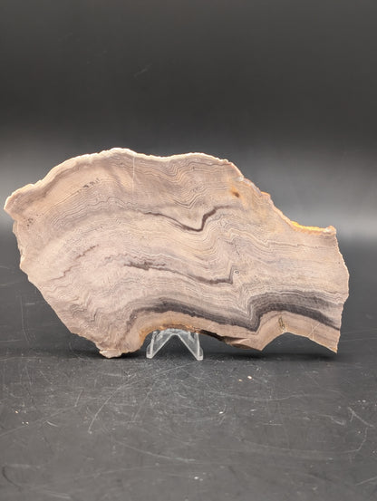 Hells Canyon Petrified Wood (Unpolished)