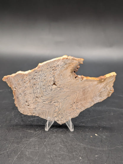 Hells Canyon Petrified Wood (Unpolished)