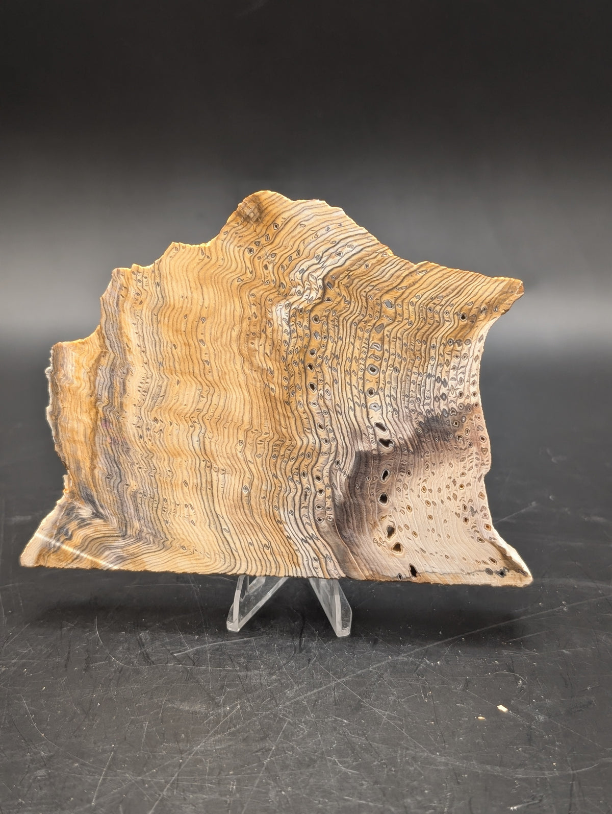 Hells Canyon Petrified Wood (Unpolished)