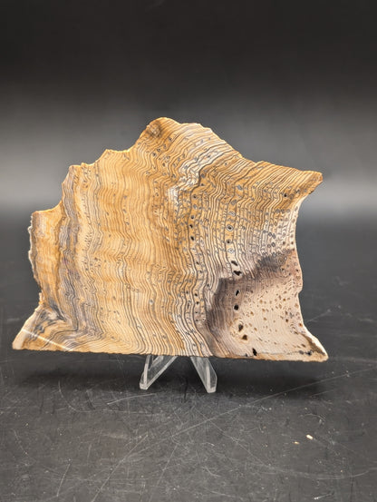 Hells Canyon Petrified Wood (Unpolished)