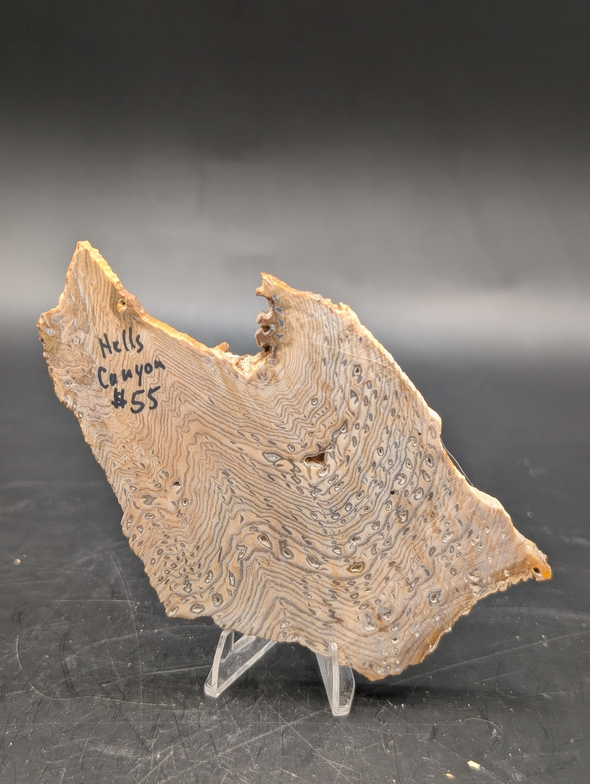 Hells Canyon Petrified Wood (Unpolished)